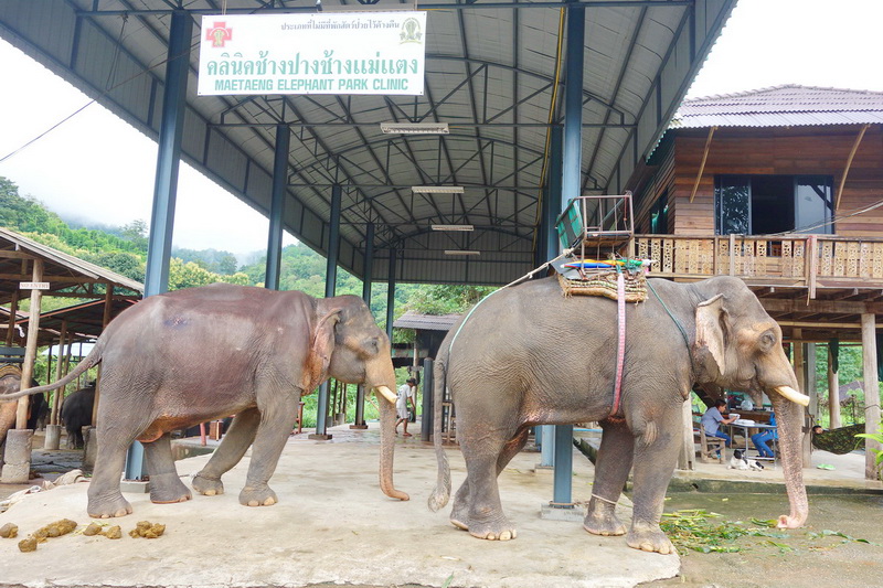 mae tang elephant kingdom, mae tang elephant camp, mae tang elephant, mae taeng elephant kingdom, mae taeng elephant camp, mae taeng elephant