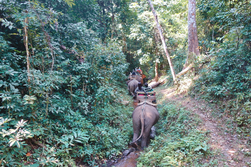 chiang dao elephant camp, chiang dao elephant park