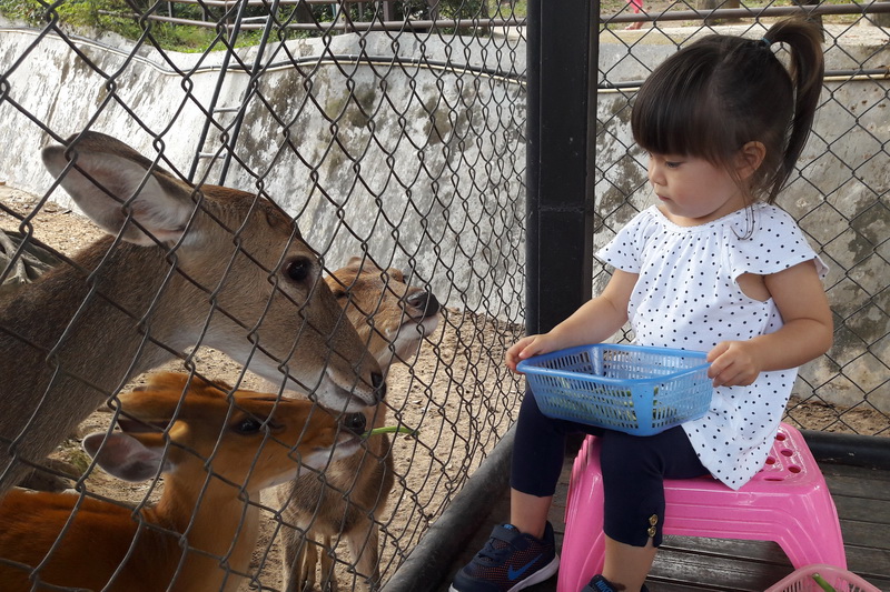 chiang mai zoo, attractions in chiang mai