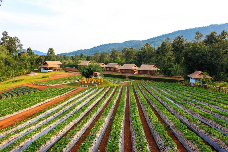 samoeng, strawberry garden, strawberry gardens, samoeng strawberry gardens, strawberry gardens in samoeng