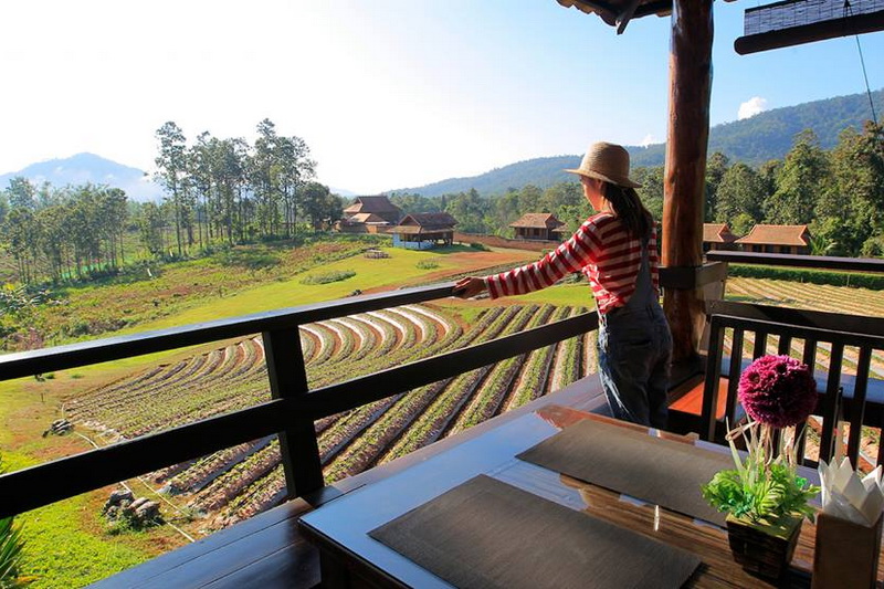 samoeng, strawberry garden, strawberry gardens, samoeng strawberry gardens, strawberry gardens in samoeng