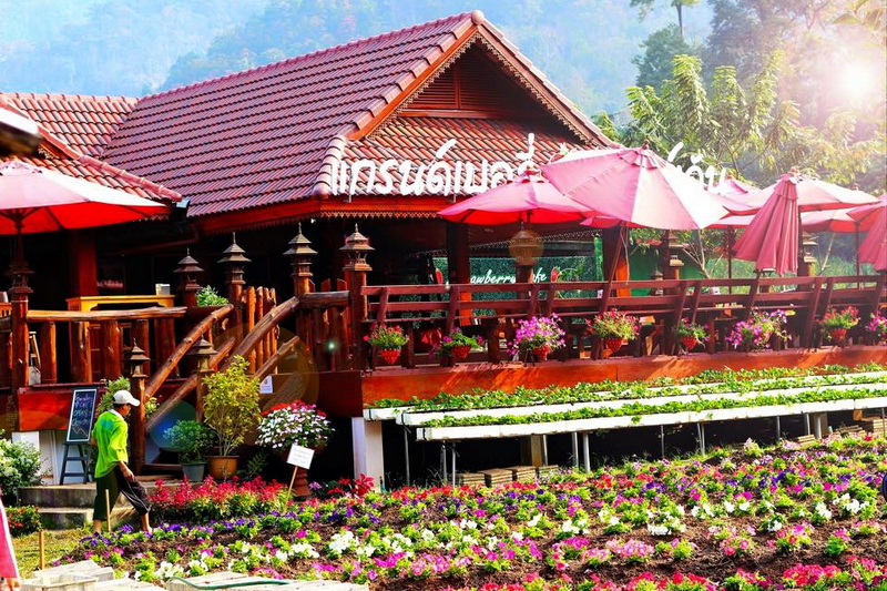 samoeng, strawberry garden, strawberry gardens, samoeng strawberry gardens, strawberry gardens in samoeng