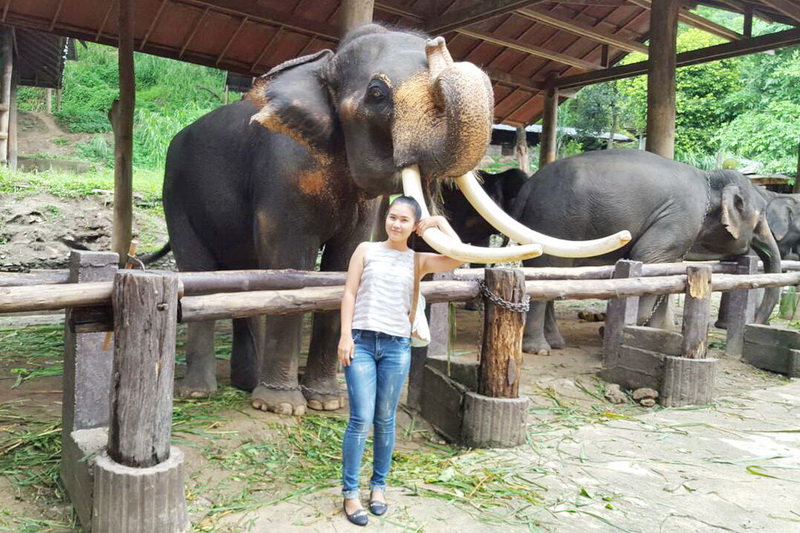 elephant camps in chiang mai, chiang mai elephant camps, chiang mai elephant tours, mae sa elephant kingdom, mae sa elephan, maesa elephant kingdom, mae sa elephant camp