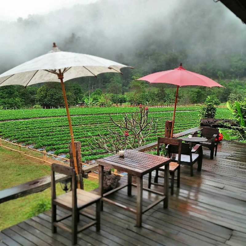 samoeng, strawberry garden, strawberry gardens, samoeng strawberry gardens, strawberry gardens in samoeng