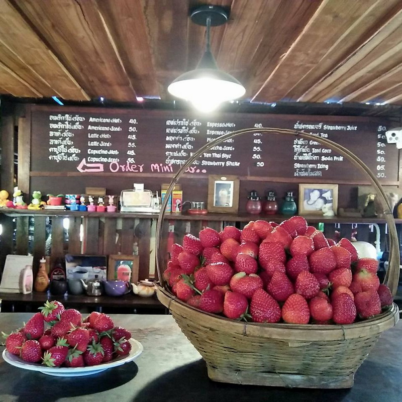 samoeng, strawberry garden, strawberry gardens, samoeng strawberry gardens, strawberry gardens in samoeng