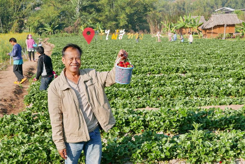 samoeng, strawberry garden, strawberry gardens, samoeng strawberry gardens, strawberry gardens in samoeng