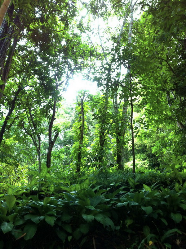 queen sirikit botanic garden, botanic garden, botanic garden chiang mai