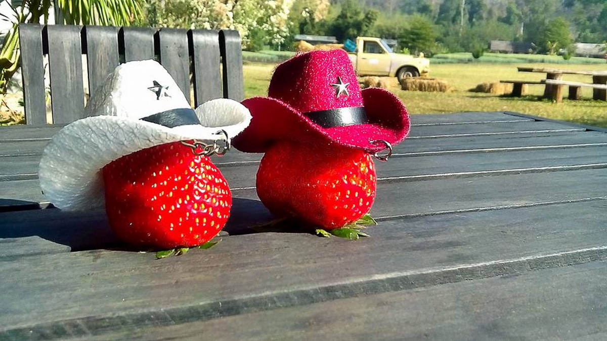 samoeng, strawberry garden, strawberry gardens, samoeng strawberry gardens, strawberry gardens in samoeng