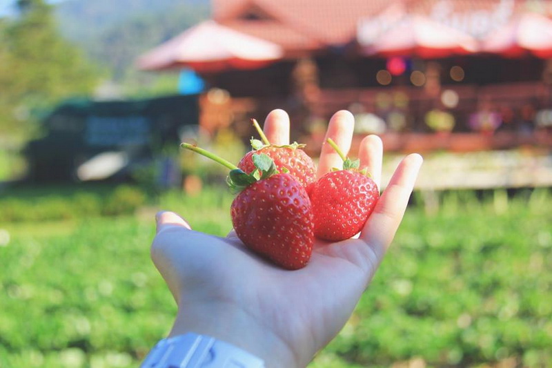 samoeng, strawberry garden, strawberry gardens, samoeng strawberry gardens, strawberry gardens in samoeng
