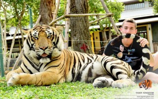 tiger kingdom chiang mai, chiang mai attractions