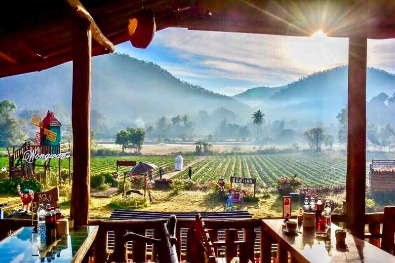 samoeng, strawberry garden, strawberry gardens, samoeng strawberry gardens, strawberry gardens in samoeng