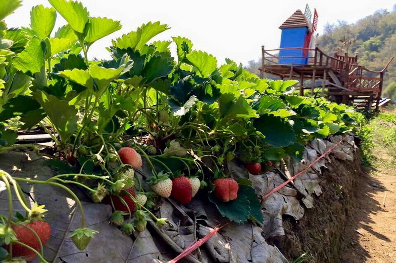 samoeng, strawberry garden, strawberry gardens, samoeng strawberry gardens, strawberry gardens in samoeng