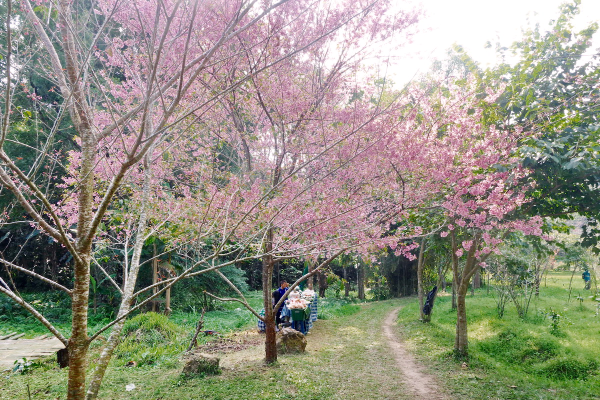 khun chang kian, khun chang kian cherry blossom, cherry blossom of Thailand, cherry blossom in chiang mai, doi suthep-pui national park, doi suthep - pui national park, doi suthep-pui, doi suthep national park