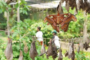 siam insect zoo, siam insect zoo chiang mai, insect zoo chiang mai