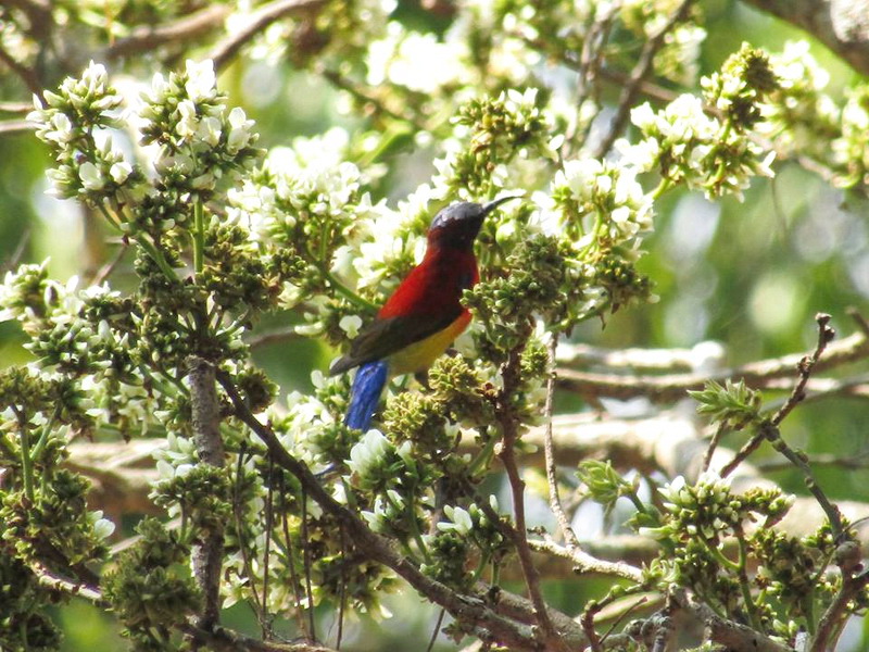 doi wiang pha national park, doi wiang pha