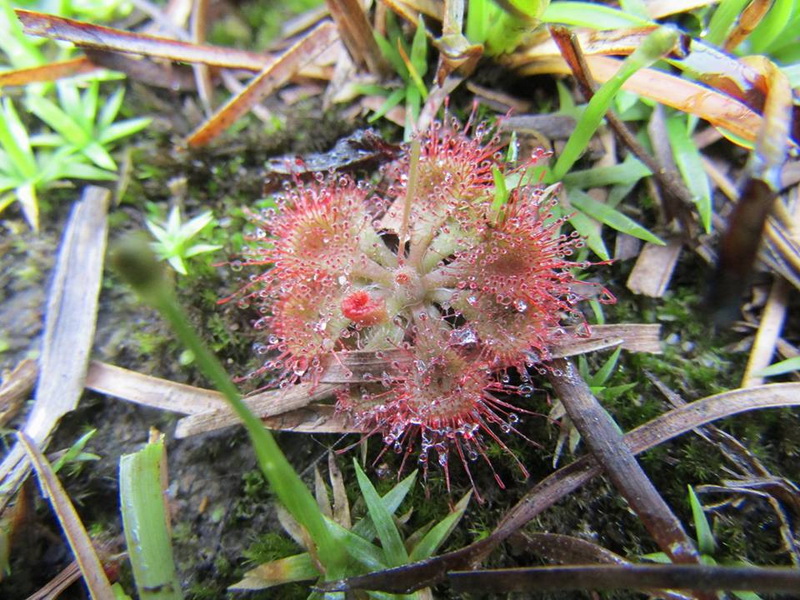 doi wiang pha national park, doi wiang pha