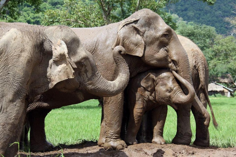sights in chiang Mai, things to do in chiang mai, must do in chiang mai, elephant nature park, elephant nature park chiang mai