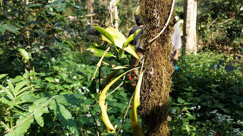 mae tho national park, mae tho park, mae tho