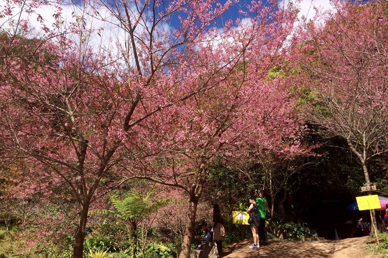 white hmong hill tribe, white hmong hill tribe of khun chang kian, khun chang kian hmong village