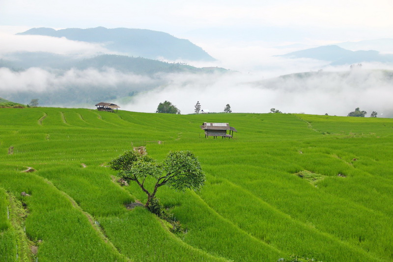 attractions in chiang mai, chiang mai attractions, mae jam, mae jam village, rice terrace in mae jam, step rice field in mae jam