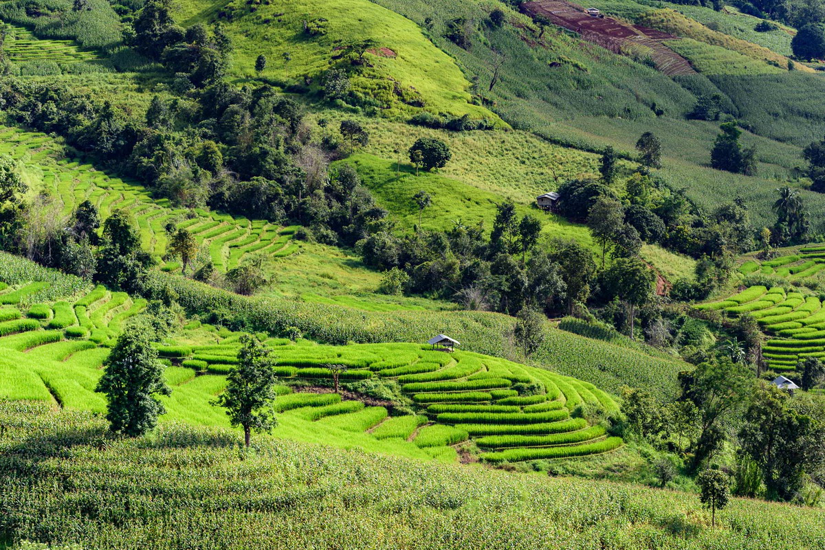 mae jam, rice terrace in mae jam, step rice field in mae jam, mae jam village