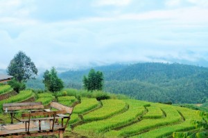 mae jam, mae jam village, rice terrace in mae jam, step rice field in mae jam