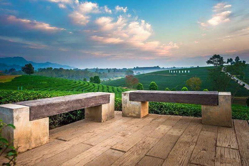 choui fong tea plantation, choui fong, choui fong tea