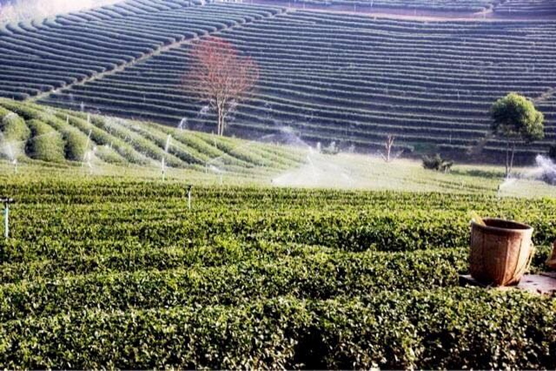 choui fong tea plantation, choui fong, choui fong tea