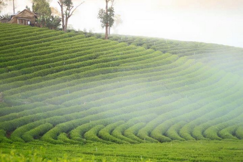 Chiang Rai Join in group01 : Budget Tour Chiang Rai