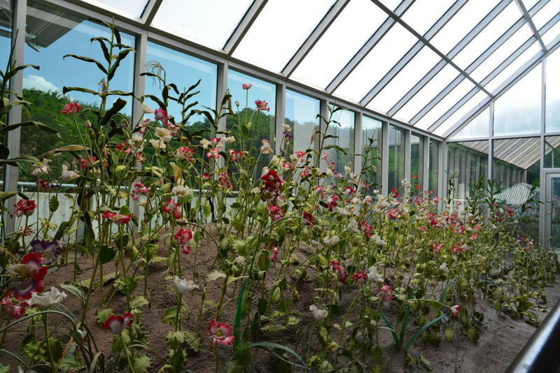 golden triangle park hall of opium, hall of opium