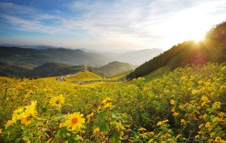 all highlights mae hong son loop tour, 4 days 3 nights all highlights mae hong son loop tour, 4 days all highlights mae hong son loop tour, all highlights chiang mai to mae hong son loop tour, bua tong field at doi mae-u-kho, bua tong field at mae hong son, bua tong field, doi mae-u-kho, attractions in mae hong son