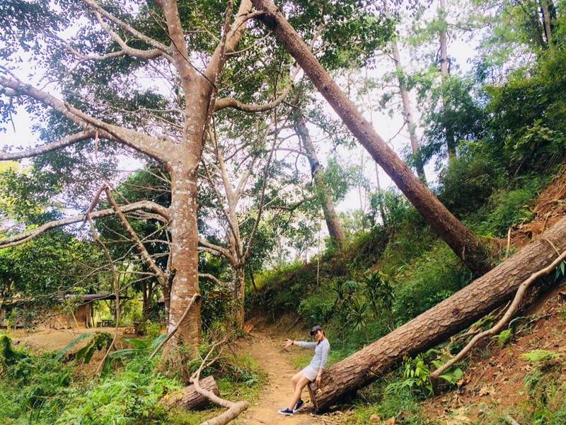 doi khuntan national park, doi khun tan national park, doi khuntan forest park, doi khun tan forest park