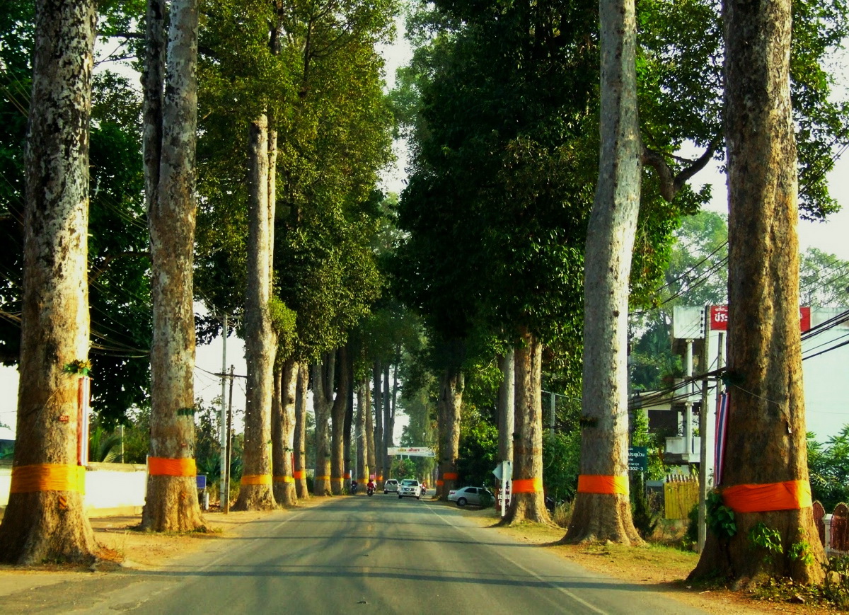 old rubber tree road, rubber tree road, old road chiang mai to lamphun, old road chiang mai lamphun, rubber road chiang mai lamphun, old rubber road, Highway No.106, Highway No.106 chiang mai lamphun