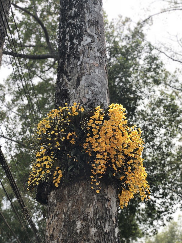 old rubber tree road, rubber tree road, old road chiang mai to lamphun, old road chiang mai lamphun, rubber road chiang mai lamphun, old rubber road, Highway No.106, Highway No.106 chiang mai lamphun
