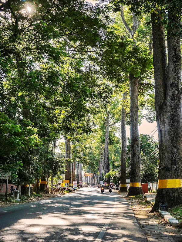 old rubber tree road, rubber tree road, old road chiang mai to lamphun, old road chiang mai lamphun, rubber road chiang mai lamphun, old rubber road, Highway No.106, Highway No.106 chiang mai lamphun