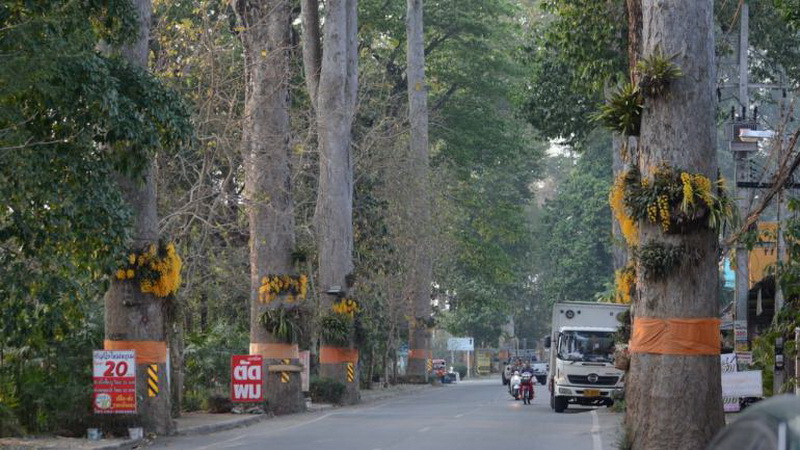 old rubber tree road, rubber tree road, old road chiang mai to lamphun, old road chiang mai lamphun, rubber road chiang mai lamphun, old rubber road, Highway No.106, Highway No.106 chiang mai lamphun