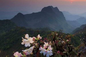 doi chong national park, doi chong forest park, doichong national park, doichong forest park, doi chong national park lampang, doi chong forest park lampang, doichong national park lampang, doichong forest park lampang, pampang national parks, national parks in lampang