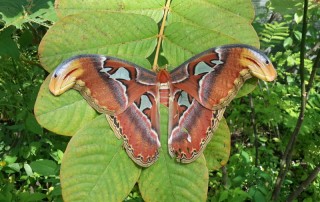 orchid and butterfly farm, orchid and butterfly farm mae rim, butterfly farm mae rim, orchid farm maerim