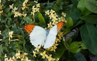 orchid and butterfly farm, orchid and butterfly farm mae rim, butterfly farm mae rim, orchid farm maerim