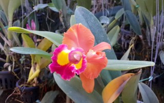 orchid and butterfly farm, orchid and butterfly farm mae rim, butterfly farm mae rim, orchid farm maerim