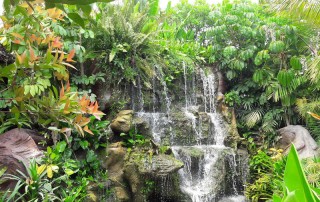 orchid and butterfly farm, orchid and butterfly farm mae rim, butterfly farm mae rim, orchid farm maerim