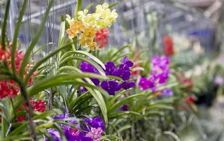 orchid and butterfly farm, orchid and butterfly farm mae rim, butterfly farm mae rim, orchid farm maerim