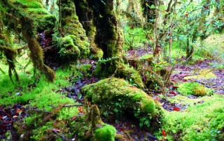 all highlights mae hong son loop tour, 4 days 3 nights all highlights mae hong son loop tour, 4 days all highlights mae hong son loop tour, all highlights chiang mai to mae hong son loop tour, Ang Ka Doi Inthanon, Ang Ka Luang, doi inthanon, inthanon national park, doi inthanon national park, inhanon