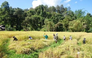 baan tong luang, ban tong luang, chiang mai hilltribe village, eco hilltribe village