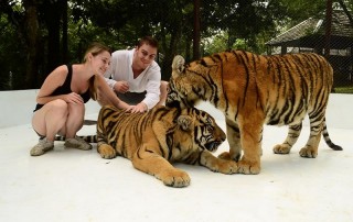 tiger kingdom chiang mai, chiang mai attractions