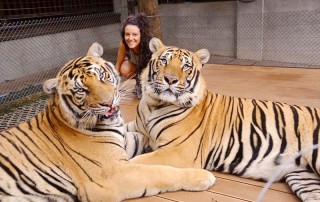 tiger kingdom chiang mai, chiang mai attractions