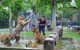 tiger kingdom chiang mai, chiang mai attractions