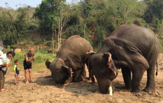 karen elephant camp, chiang mai elephant camp, local elephant camp in chiang mai