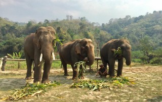 karen elephant camp, chiang mai elephant camp, local elephant camp in chiang mai