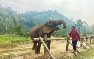 karen elephant camp, chiang mai elephant camp, local elephant camp in chiang mai